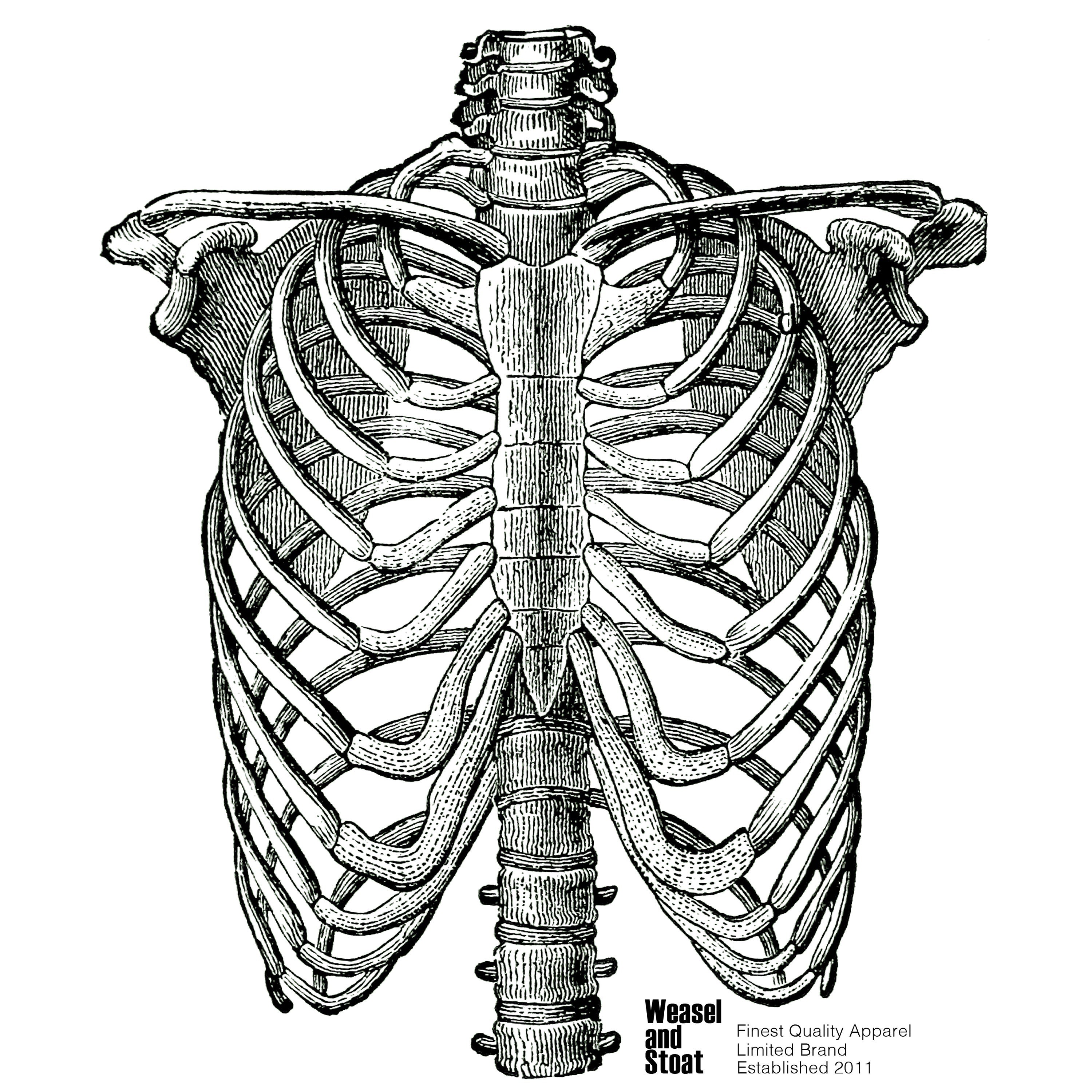Vintage Skeleton Rib Cage T-Shirt | Classic White Unisex Tee | Old Medical Illustration | Skate & Surf Wear | Streetwear, Aesthetic Tee